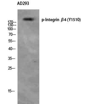 Integrin β4 (phospho Tyr1510) rabbit pAb Antibody