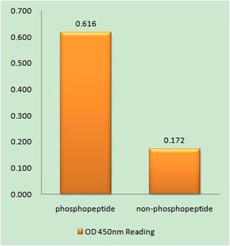 IP3R-I (phospho Ser1598) rabbit pAb Antibody