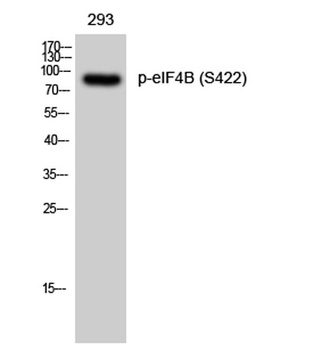 eIF4B (phospho Ser422) rabbit pAb Antibody