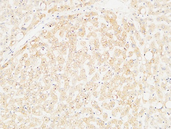 Arginase I rabbit pAb Antibody