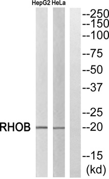 Rho B rabbit pAb Antibody