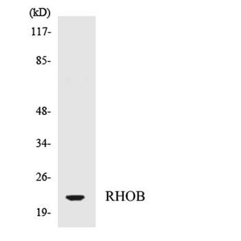 Rho B rabbit pAb Antibody