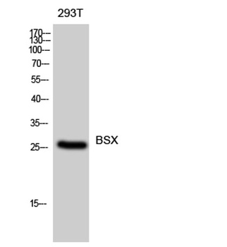 BSX rabbit pAb Antibody