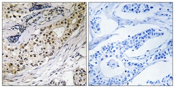 Laminin α-3 rabbit pAb Antibody