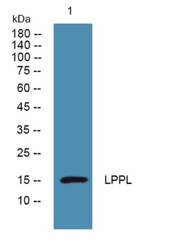 Laminin α-5 rabbit pAb Antibody