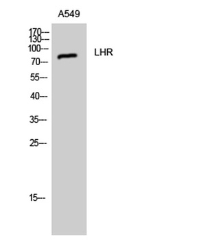 LHR rabbit pAb Antibody