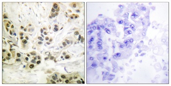 Lamin A/C (phospho Ser392) rabbit pAb Antibody