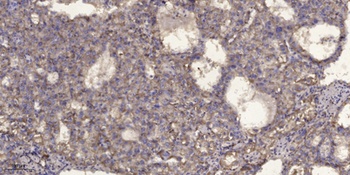 Smad2 (phospho Ser250) rabbit pAb Antibody