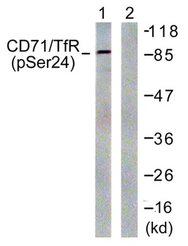 CD71/TfR (phospho Ser24) rabbit pAb Antibody