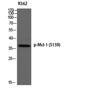 Mcl-1 (phospho Ser159) rabbit pAb Antibody