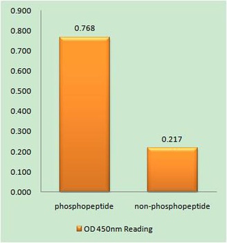 Mcl-1 (phospho Ser159) rabbit pAb Antibody