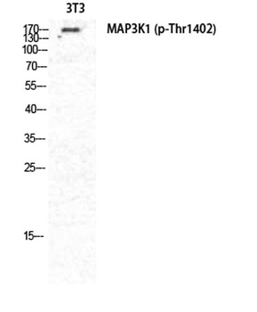 MEK Kinase-1 (phospho Thr1402) rabbit pAb Antibody