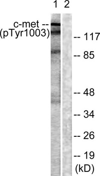 Met (phospho Tyr1003) rabbit pAb Antibody