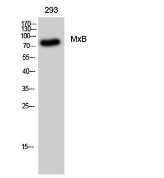 MxB rabbit pAb Antibody