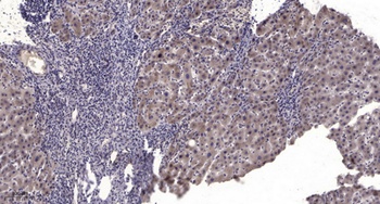 MxB rabbit pAb Antibody
