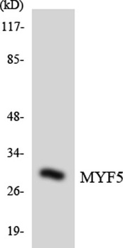 Myf-5 rabbit pAb Antibody