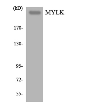 MYLK rabbit pAb Antibody