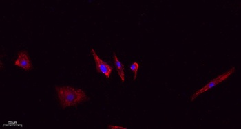 MYPT1 (phospho Thr853) rabbit pAb Antibody