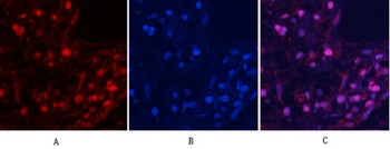 MYPT1 (phospho Thr853) rabbit pAb Antibody
