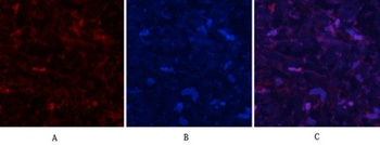 MYPT1 (phospho Thr853) rabbit pAb Antibody