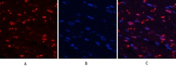 MYPT1 (phospho Thr853) rabbit pAb Antibody