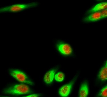 NFκB-p105/p50 rabbit pAb Antibody