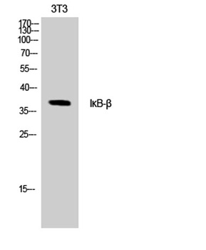 IκB-β rabbit pAb Antibody