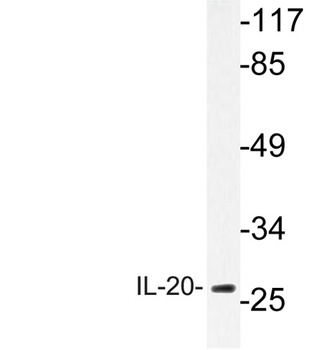 IL-20 rabbit pAb Antibody