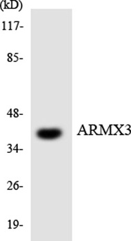 ARMCX3 rabbit pAb Antibody