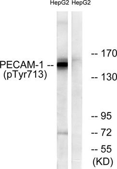CD31 (phospho Tyr713) rabbit pAb Antibody