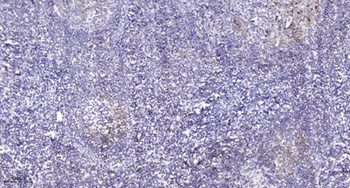 CD31 (phospho Tyr713) rabbit pAb Antibody