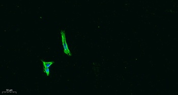 PEDF rabbit pAb Antibody