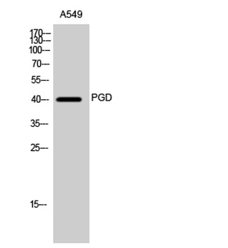 PGD rabbit pAb Antibody
