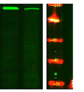 PKD2 (phospho Ser812) rabbit pAb Antibody