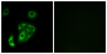 Contactin 5 rabbit pAb Antibody