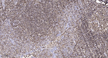 Contactin 5 rabbit pAb Antibody