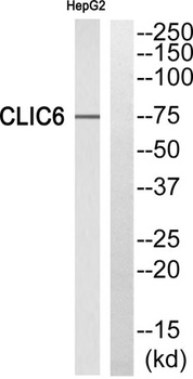 CLIC6 rabbit pAb Antibody