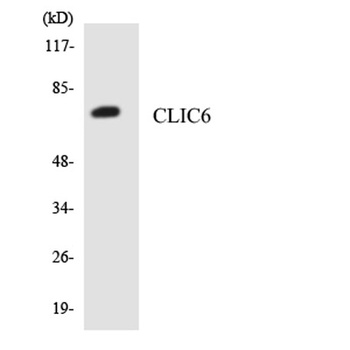 CLIC6 rabbit pAb Antibody