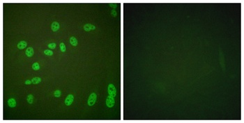 Rpb1 (phospho Ser1619) rabbit pAb Antibody