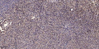 SNAT2 rabbit pAb Antibody
