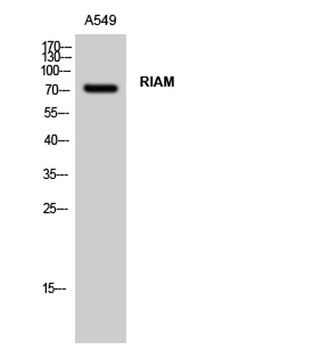 RIAM rabbit pAb Antibody