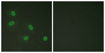 TRAP220 (phospho Thr1457) rabbit pAb Antibody