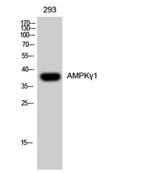 AMPKγ1 rabbit pAb Antibody