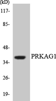 AMPKγ1 rabbit pAb Antibody
