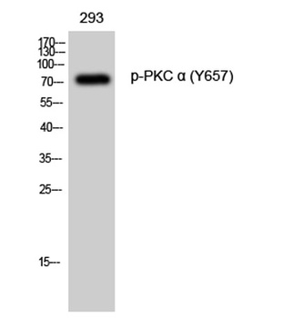 PKC α (phospho Tyr658) rabbit pAb Antibody
