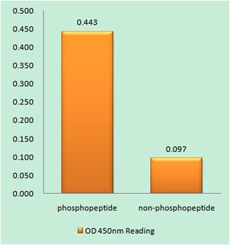 PKC δ (phospho Tyr64) rabbit pAb Antibody