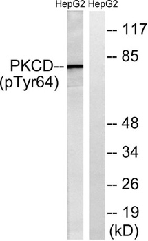 PKC δ (phospho Tyr64) rabbit pAb Antibody