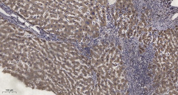 PKC ε (phospho Ser729) rabbit pAb Antibody
