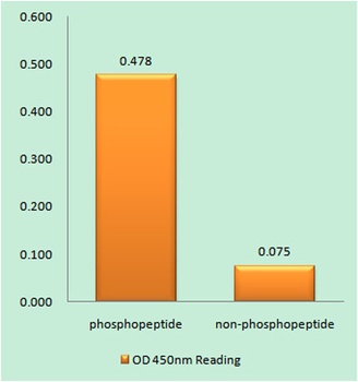 PKC ζ (phospho Thr560) rabbit pAb Antibody