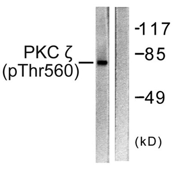 PKC ζ (phospho Thr560) rabbit pAb Antibody